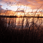 Realizing Emptiness: Madhyamaka Insight Meditation