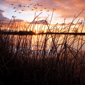 Realizing Emptiness: Madhyamaka Insight Meditation