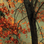 The Wisdom of Imperfection