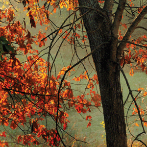 The Wisdom of Imperfection