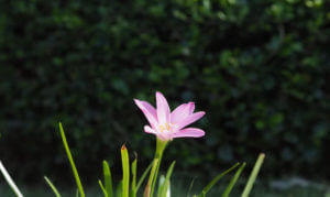 eight-petaled lotus under a sky that appears as an eight spoked wheel
