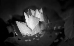 Lotus Oṃ maṇi padme hūṃ