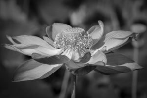 Lotus Oṃ maṇi padme hūṃ