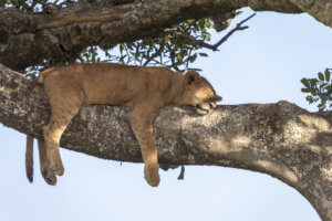 Sleeping lion, finding stillness