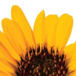 Hidden Treasure - Waking Up to What You Do