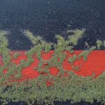 practice of mindful photography