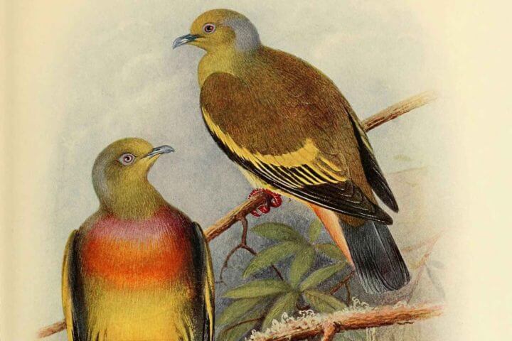 The Offering of the Pigeon Goddess Girl | Excerpt From The Hundred Thousand Songs of Milarepa