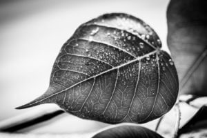 Buddhism are the Anandabodhi tree in Sravasti and the Bodhi tree