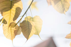 Buddhism Buddha Bodhi tree