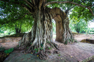Bodhi tree door Buddhism Buddha