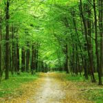 Sacred Are the Trees