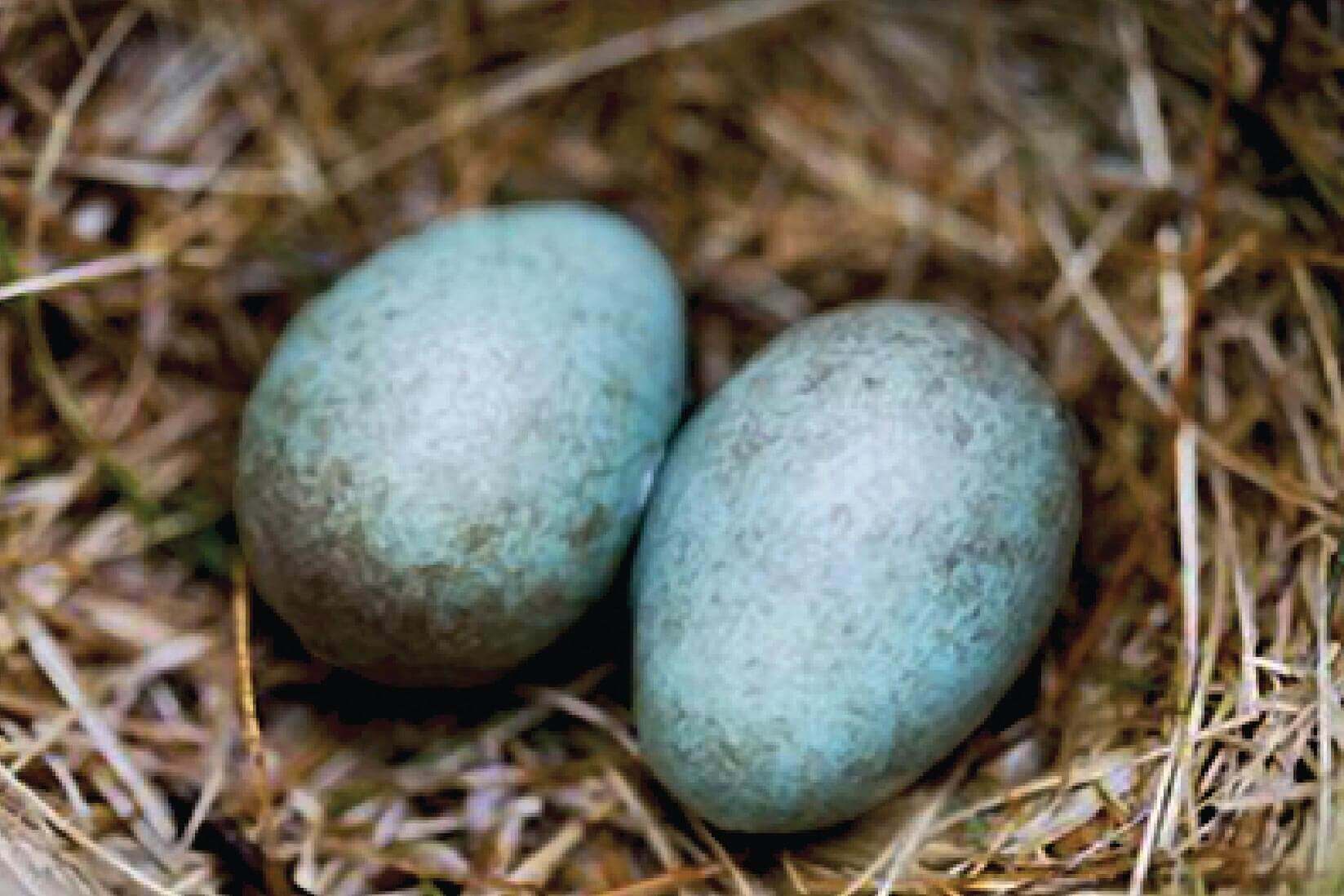 Book Club Discussion | Wild Comfort