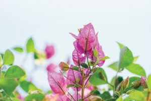 Training in Tenderness_featured blog image_SH Training in Tenderness