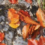 The Dharma That is Taught and the Dharma That is Experienced | An Excerpt from The Wisdom of No Escape