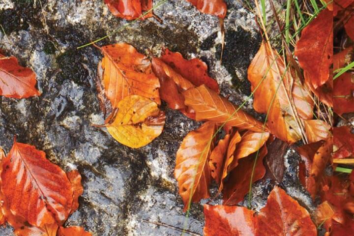 The Dharma That is Taught and the Dharma That is Experienced | An Excerpt from The Wisdom of No Escape