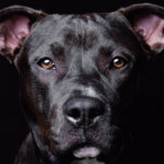 What Do Our Pets Need?