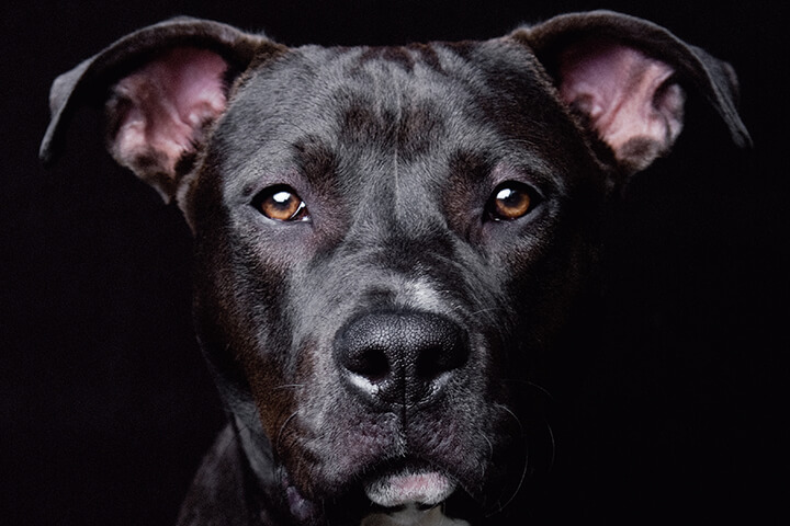 What Do Our Pets Need?