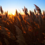 Bearing Witness | Social Distancing and Beyond