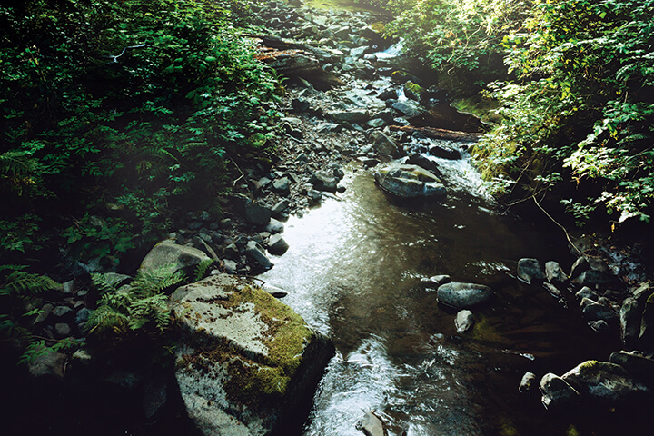 The Carp in the Castle Moat
