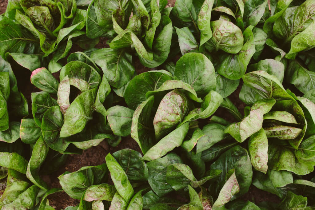 Ayurveda-Nature-SelfCare-08 The Everyday Ayurveda Guide to Self-Care