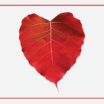 Being Mindful of Body, Thoughts, and Feelings | Heart Medicine